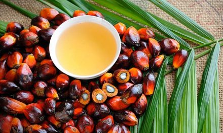 El aceite de palma: ¿Qué sabes y qué no?