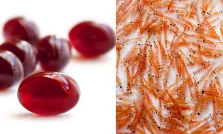 Descubre los beneficios del Aceite de Krill